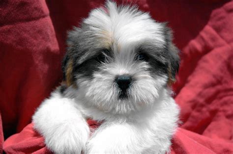 White chest with wavy black hair. . Puppies for sale sacramento